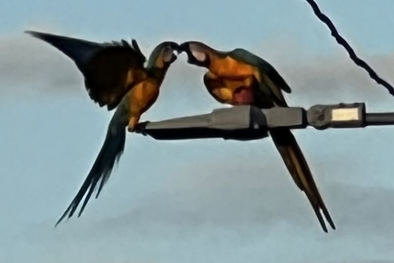 Macaws on Puerto Rico51