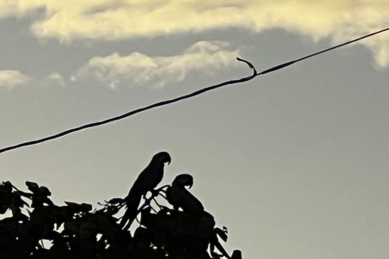 Macaws on Puerto Rico52