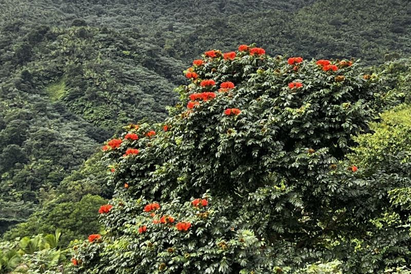 El Yunque Rainforest National Park, Puerto Rico43