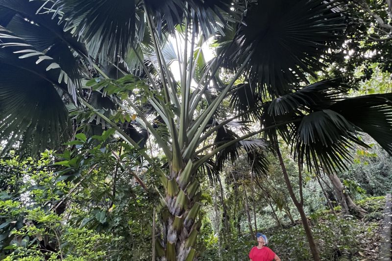 Fabulous Fronds!68