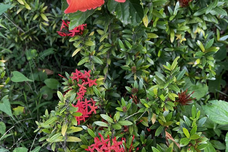 Flowers everywhere!47