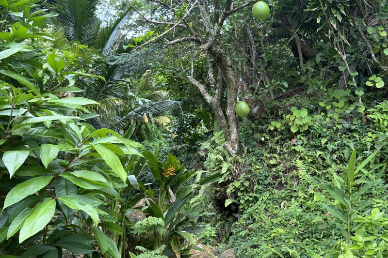 Vertical Panorama with Calabash33