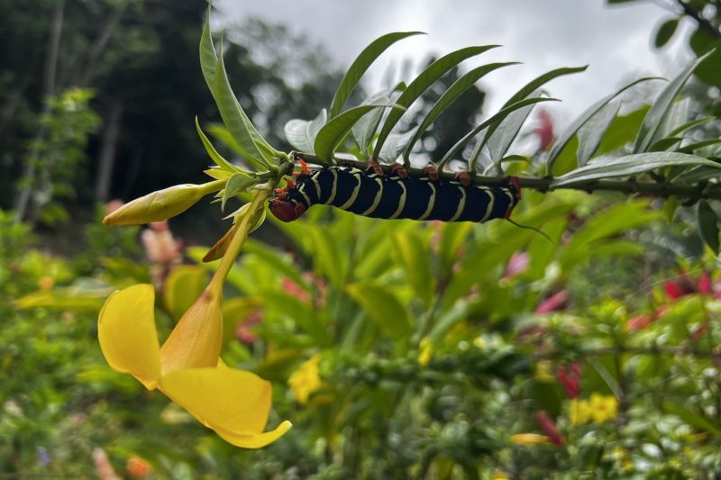 Big caterpillar and flower15