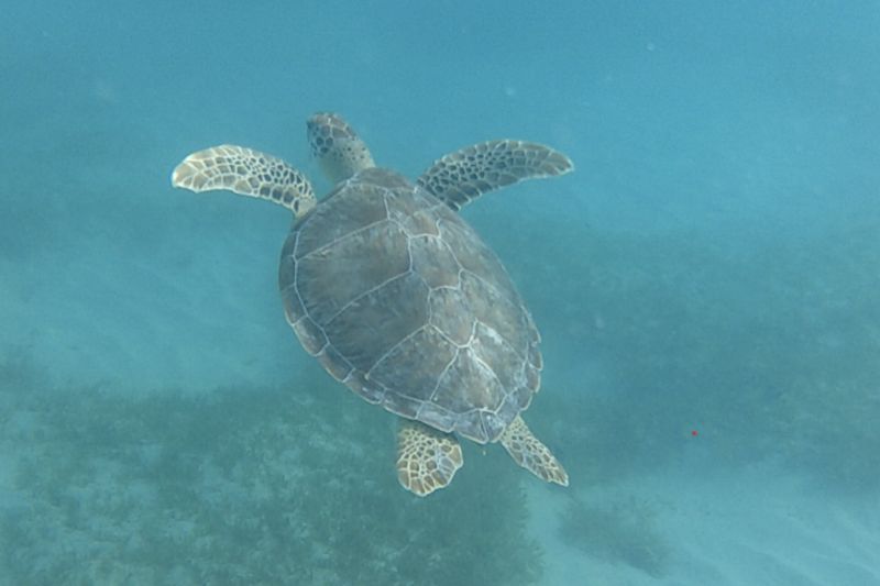 Hawksbill Sea Turle6