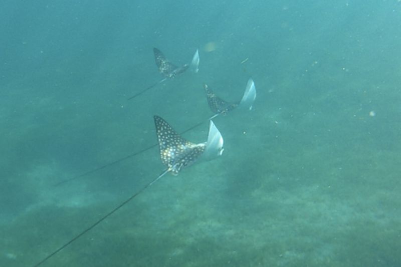 3 Spotted Eagle Rays7