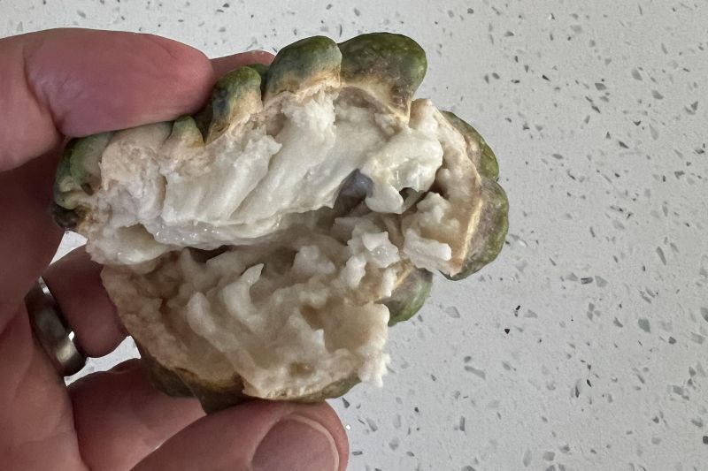 Sugar Apple insides17