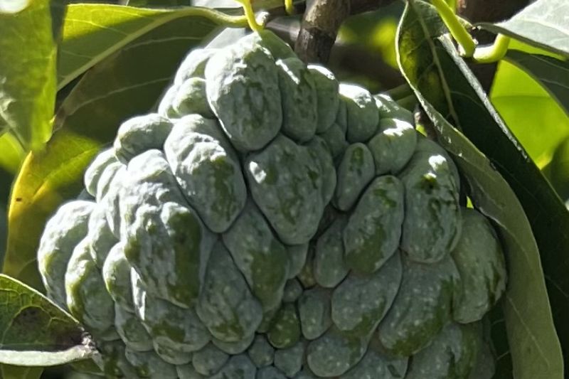 Sugar Apple on the tree1