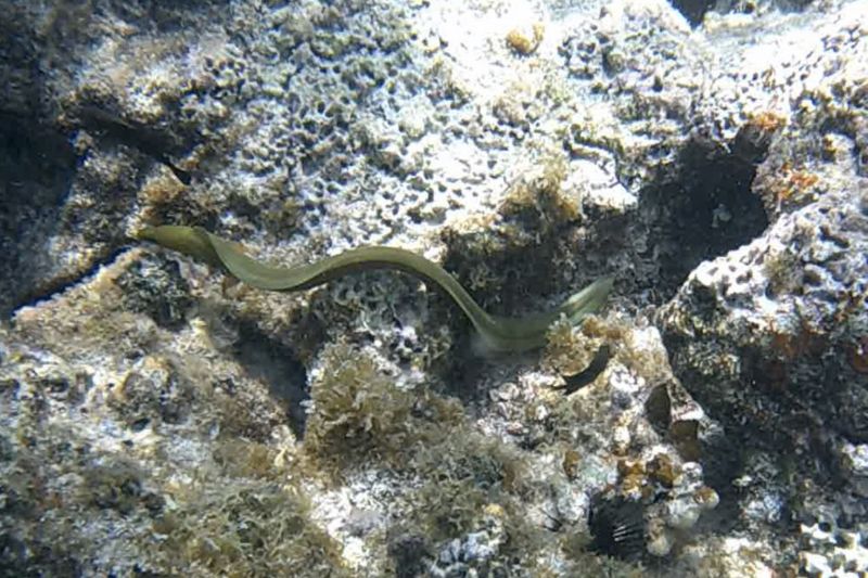Moray Eel5