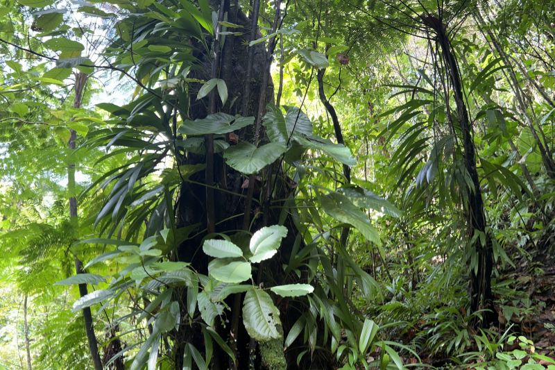 Jungle everywhere!30