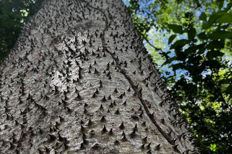 Cruel Tree!24