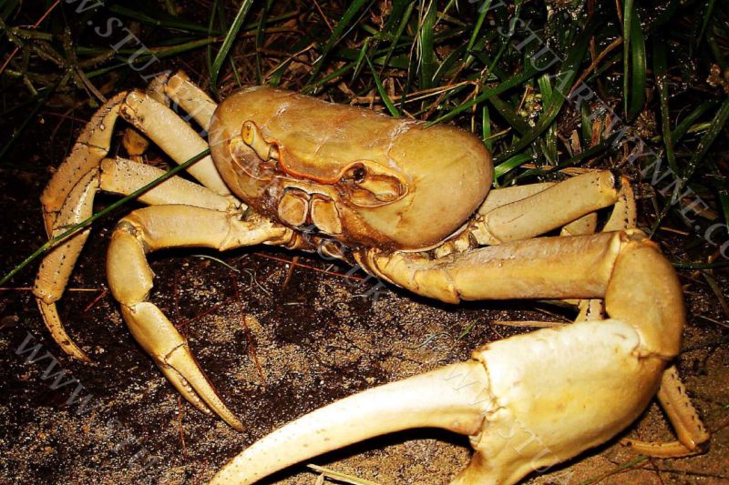 Land Crab9